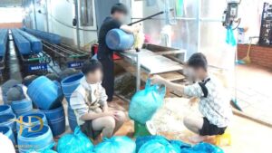 Bách Hoá Xanh Được Cung Cấp Hàng Trăm Kilogam Giá Đỗ Ngậm Hoá Chất Mỗi Ngày Tại Đắk Lắk